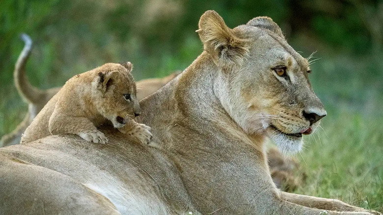 Big Cats, Small World (TV Series 2024) 2024