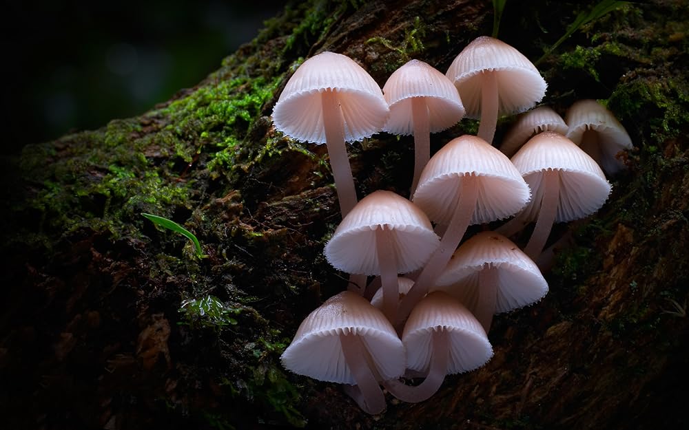 Fungi: The Web of Life (2023)